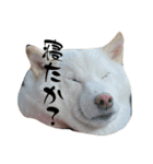 豆ちゃんタイプの柴犬ver.2（個別スタンプ：8）