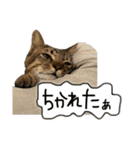 お酒とネコ好きな日常会話20（個別スタンプ：29）