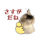 お酒とネコ好きな日常会話20（個別スタンプ：34）