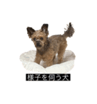 かわいいチコのスタンプ2（個別スタンプ：9）