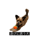 かわいいチコのスタンプ2（個別スタンプ：10）