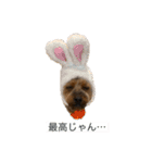 かわいいチコのスタンプ2（個別スタンプ：18）