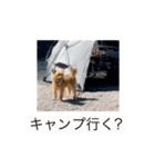 かわいいチコのスタンプ2（個別スタンプ：28）