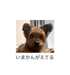 かわいいチコのスタンプ2（個別スタンプ：30）