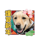 ラブラドールのそらパートふぅあいぶ（個別スタンプ：1）