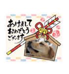 ラブラドールのそらパートふぅあいぶ（個別スタンプ：4）