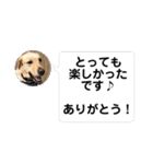 ラブラドールのそらパートふぅあいぶ（個別スタンプ：13）