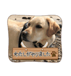 ラブラドールのそらパートふぅあいぶ（個別スタンプ：15）