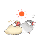 うちの文鳥はこんな感じ（個別スタンプ：1）