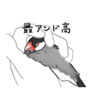 うちの文鳥はこんな感じ（個別スタンプ：20）