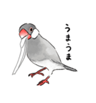 うちの文鳥はこんな感じ（個別スタンプ：26）