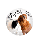 爽快！うちのいぬ（個別スタンプ：19）
