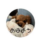 my dog  stamp（個別スタンプ：5）