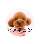 my dog  stamp（個別スタンプ：6）