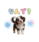 コイケルの子犬スタンプ（個別スタンプ：16）