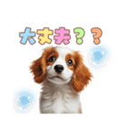 コイケルの子犬スタンプ（個別スタンプ：17）