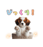 コイケルの子犬スタンプ（個別スタンプ：21）