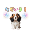 コイケルの子犬スタンプ（個別スタンプ：26）