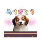 コイケルの子犬スタンプ（個別スタンプ：31）