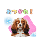 コイケルの子犬スタンプ（個別スタンプ：36）