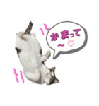 つんでれねこたん（個別スタンプ：1）