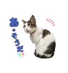つんでれねこたん（個別スタンプ：2）