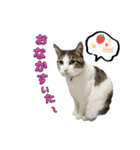 つんでれねこたん（個別スタンプ：3）