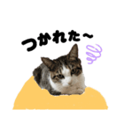 つんでれねこたん（個別スタンプ：4）