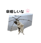 つんでれねこたん（個別スタンプ：5）