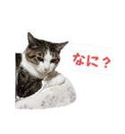 つんでれねこたん（個別スタンプ：6）