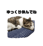 つんでれねこたん（個別スタンプ：7）