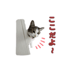 つんでれねこたん（個別スタンプ：8）