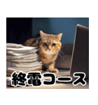 猫SEの奮闘！（個別スタンプ：21）