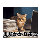 猫SEの奮闘！（個別スタンプ：22）