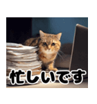 猫SEの奮闘！（個別スタンプ：23）