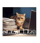 猫SEの奮闘！（個別スタンプ：25）