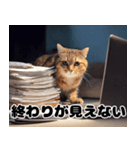 猫SEの奮闘！（個別スタンプ：26）