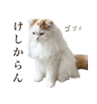 船越もこた【船越ver】（個別スタンプ：3）