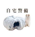 船越もこた【船越ver】（個別スタンプ：5）