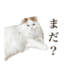船越もこた【船越ver】（個別スタンプ：6）