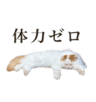 船越もこた【船越ver】（個別スタンプ：7）