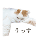 船越もこた【船越ver】（個別スタンプ：8）