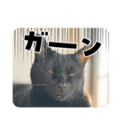 黒猫魂（個別スタンプ：2）