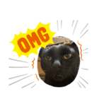 黒猫魂（個別スタンプ：3）