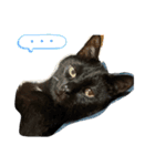 黒猫魂（個別スタンプ：5）