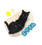 黒猫魂（個別スタンプ：6）