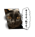 黒猫魂（個別スタンプ：7）