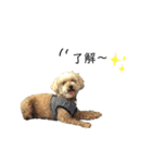 愛犬ももたろう002（個別スタンプ：1）