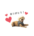 愛犬ももたろう002（個別スタンプ：2）