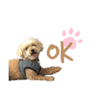 愛犬ももたろう002（個別スタンプ：4）